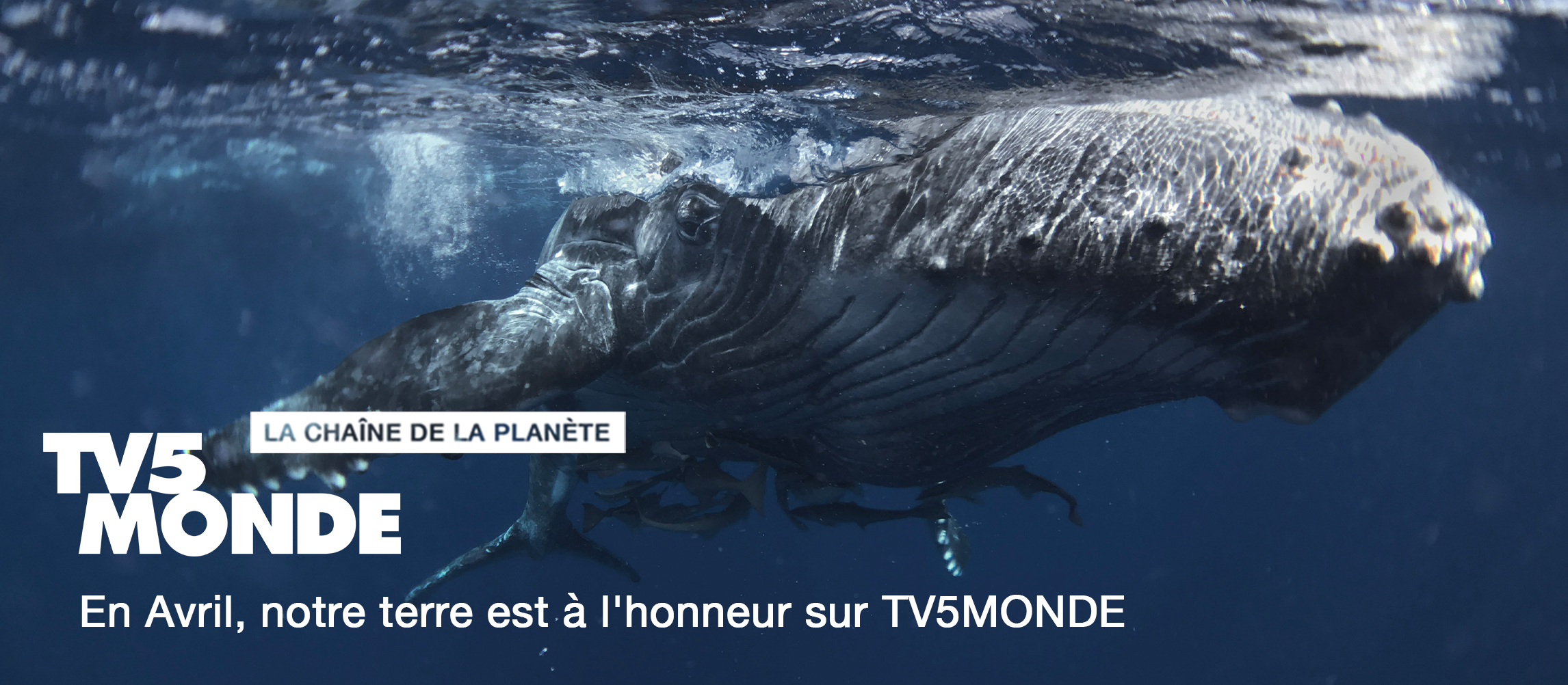 TV5MONDE